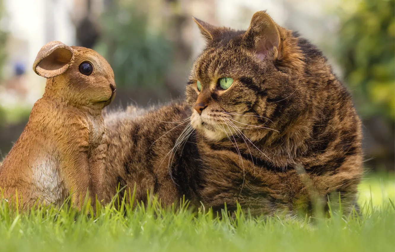 Photo wallpaper cat, grass, cat, look, face, pose, grey, glade