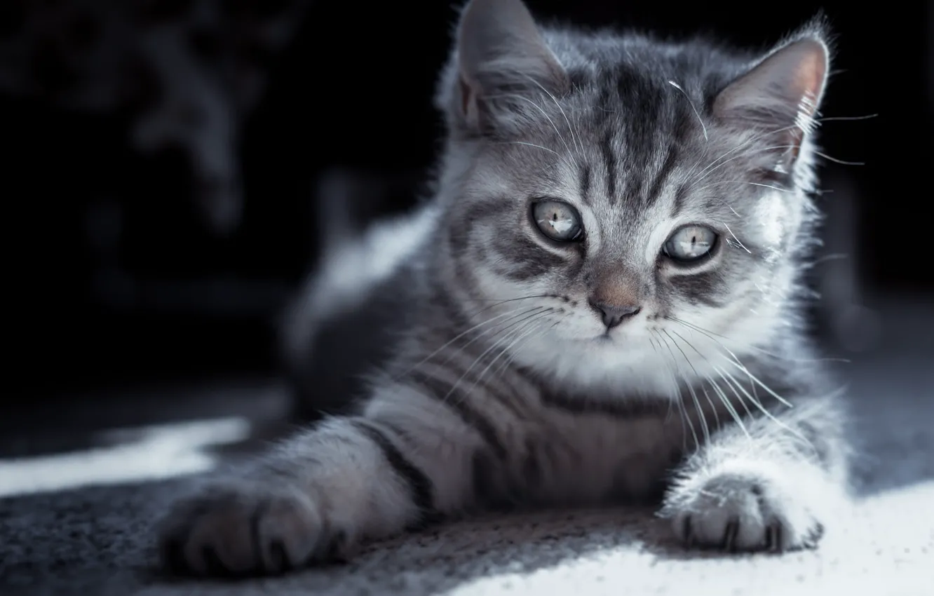 Photo wallpaper cat, look, light, pose, the dark background, kitty, grey, legs