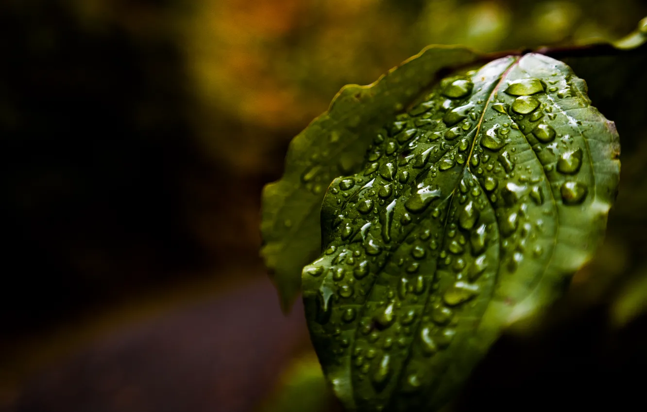Photo wallpaper forest, rain, water, autumn, macro, leaf, reflections, droplets