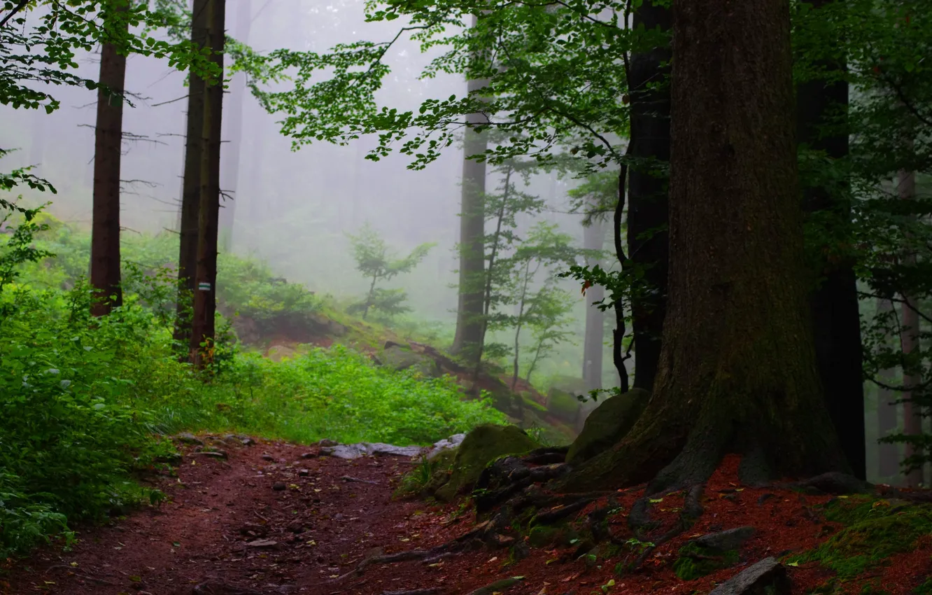 Photo wallpaper forest, trees, fog, path