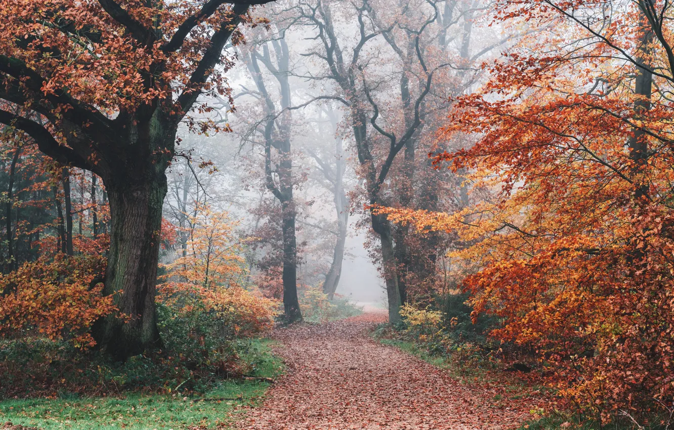 Photo wallpaper road, autumn, forest, trees, nature, fog