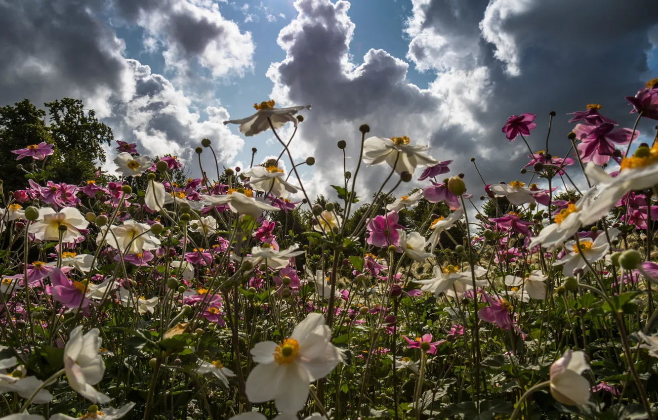 Photo wallpaper summer, the sky, flowers, meadow