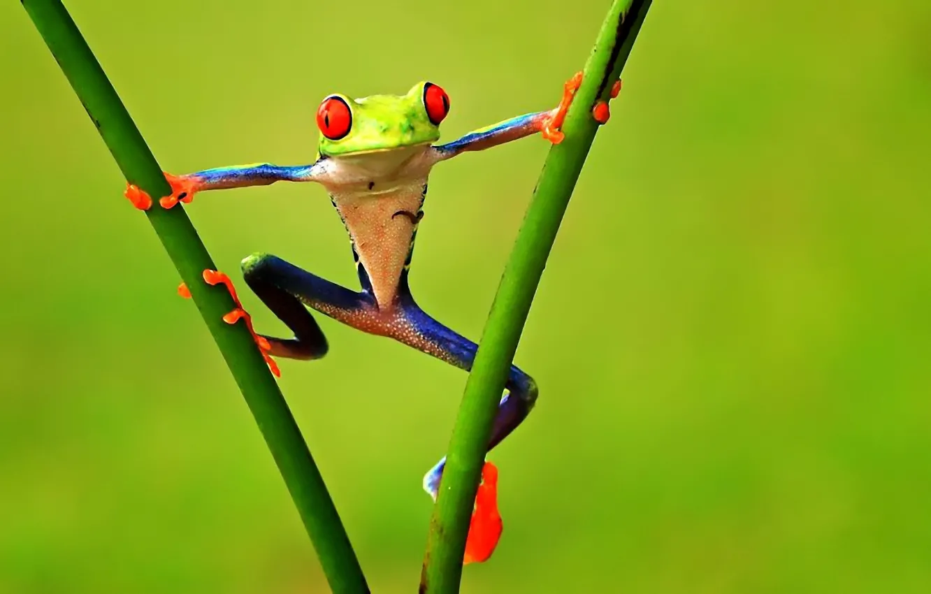 Photo wallpaper branches, frog, treefrog