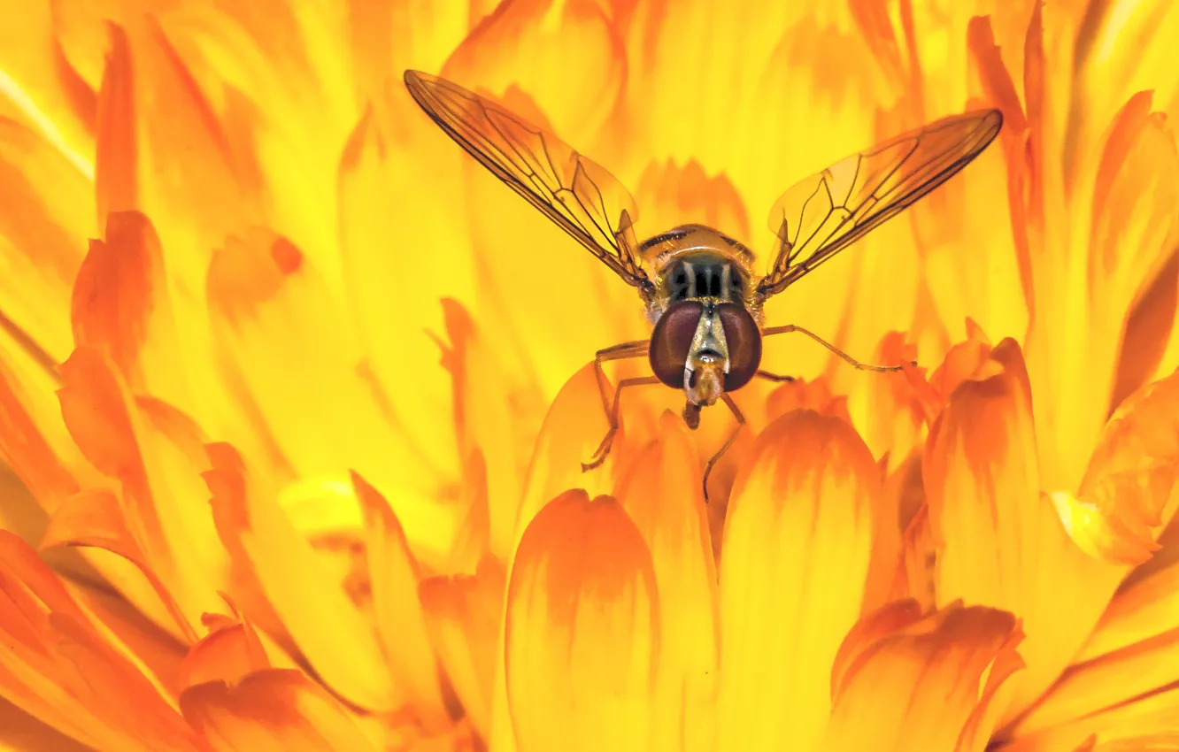 Photo wallpaper eyes, macro, flowers, yellow, fly, background, petals, insect