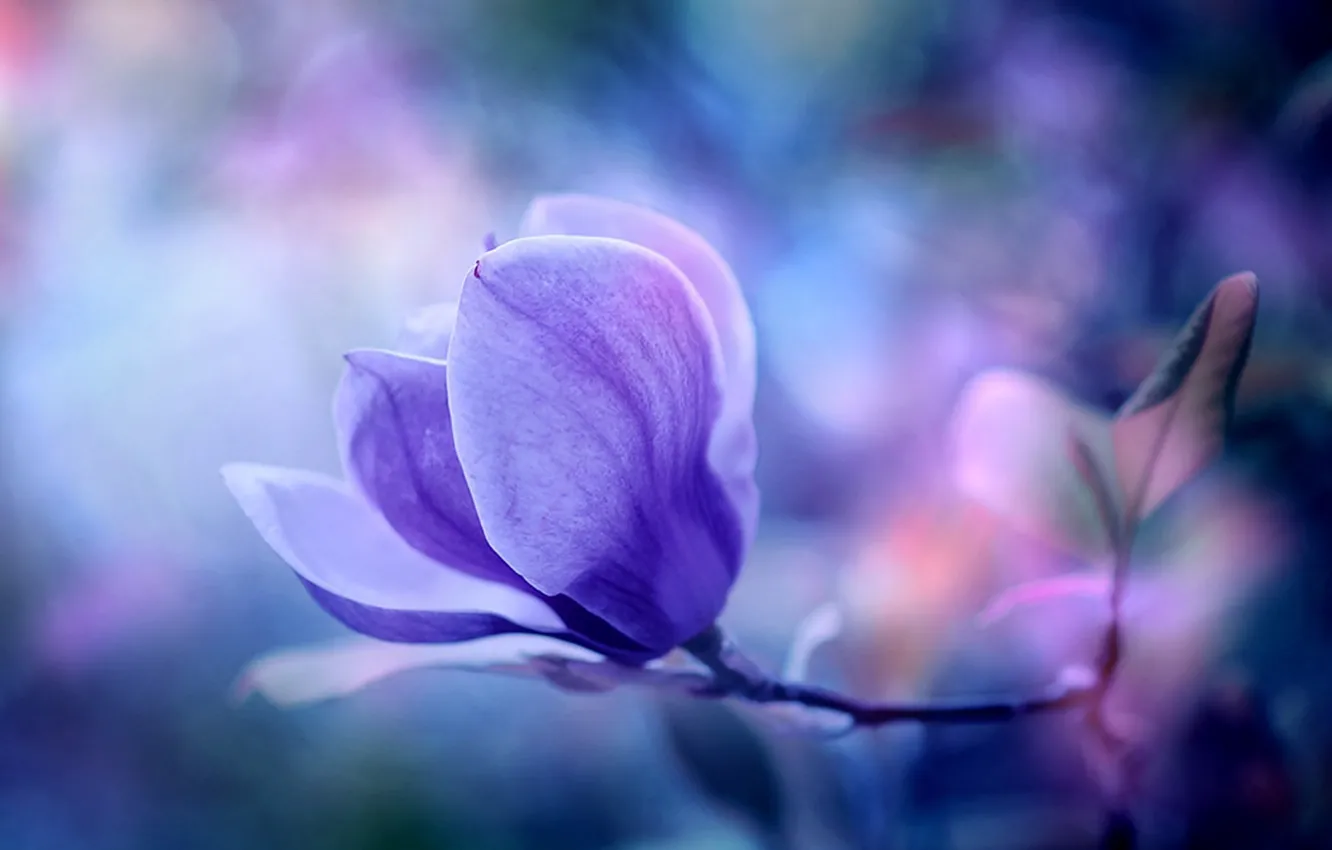 Photo wallpaper macro, flowers, nature, background, Wallpaper, plant, wallpaper, Magnolia