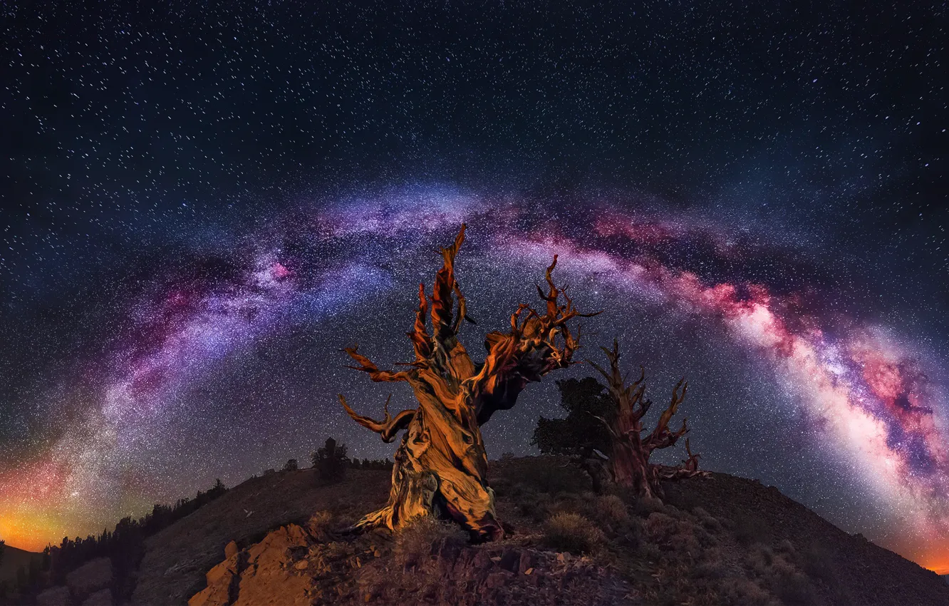 Photo wallpaper the sky, stars, trees, night, rocks, the milky way