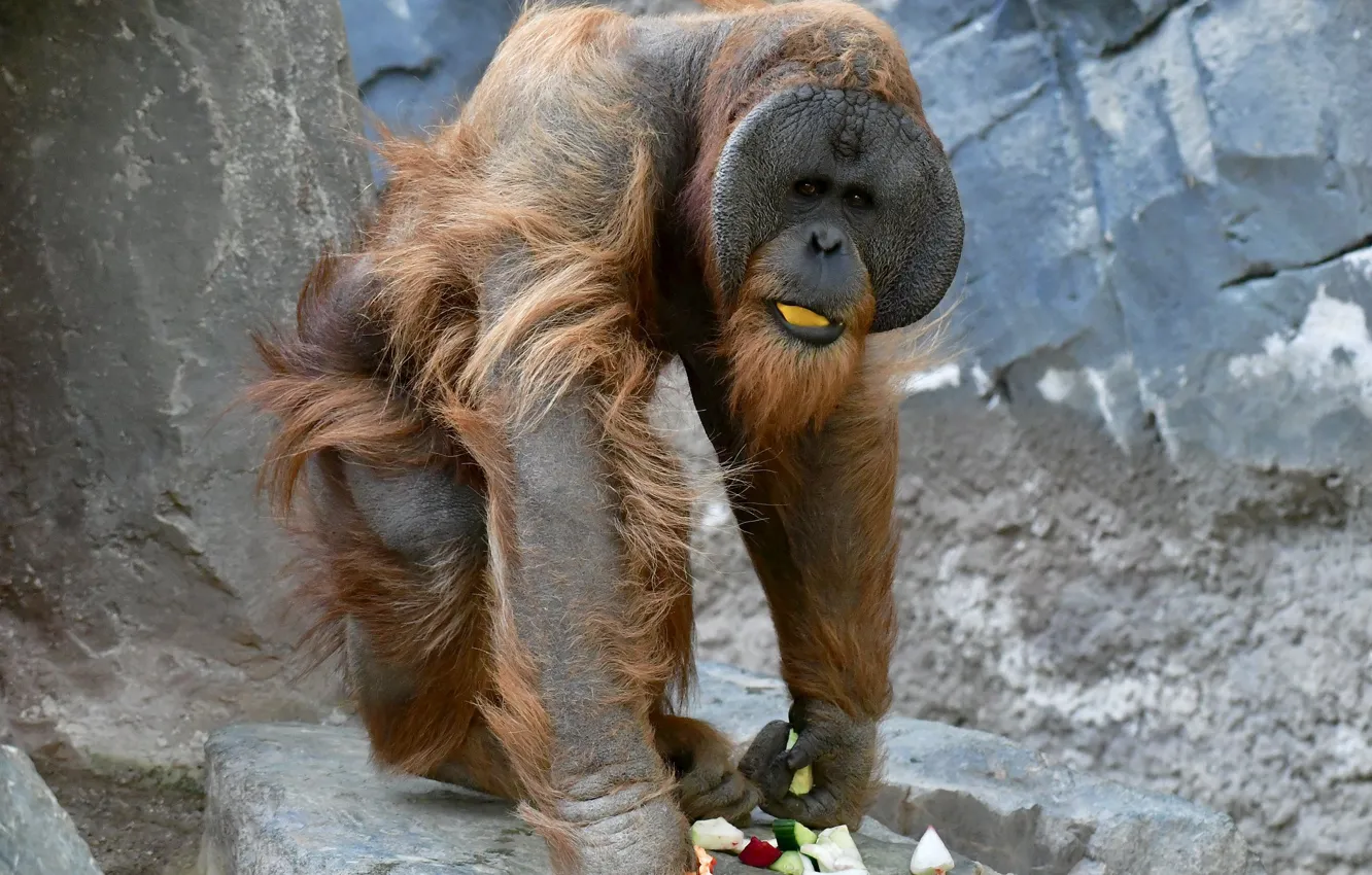 Photo wallpaper food, orangutan, aviary, monkey apes