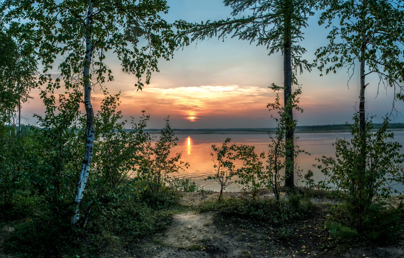 Photo wallpaper trees, sunset, lake, shore, birch, the bushes