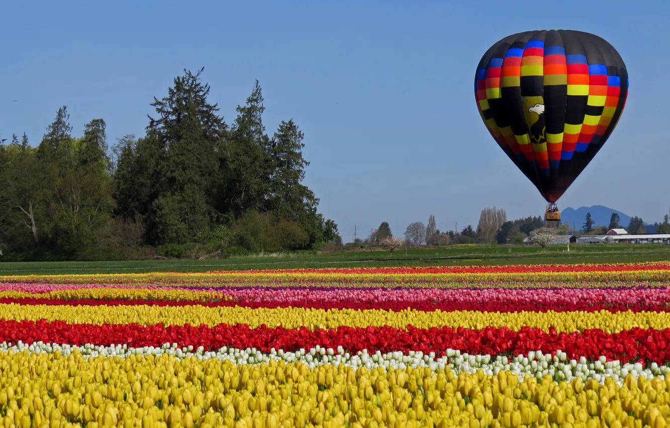 Photo wallpaper field, ball, tulips