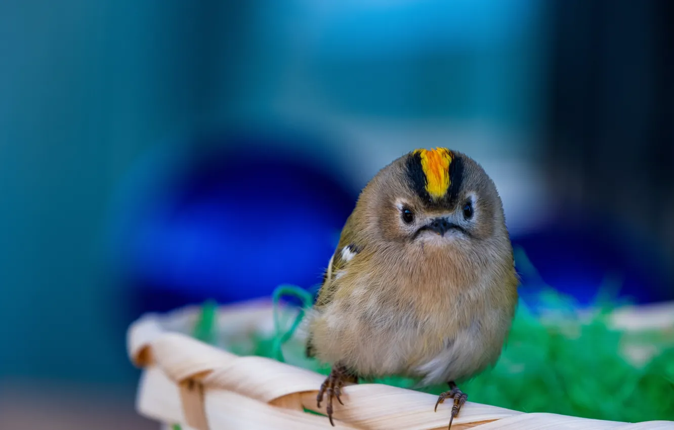 Photo wallpaper nature, basket, bird, Wren