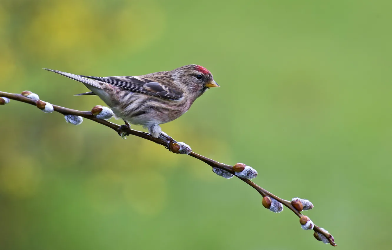 Photo wallpaper branches, bird, tap dance