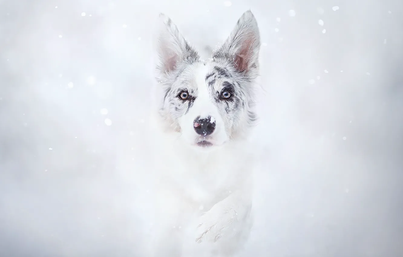 Photo wallpaper winter, snow, paw, dog