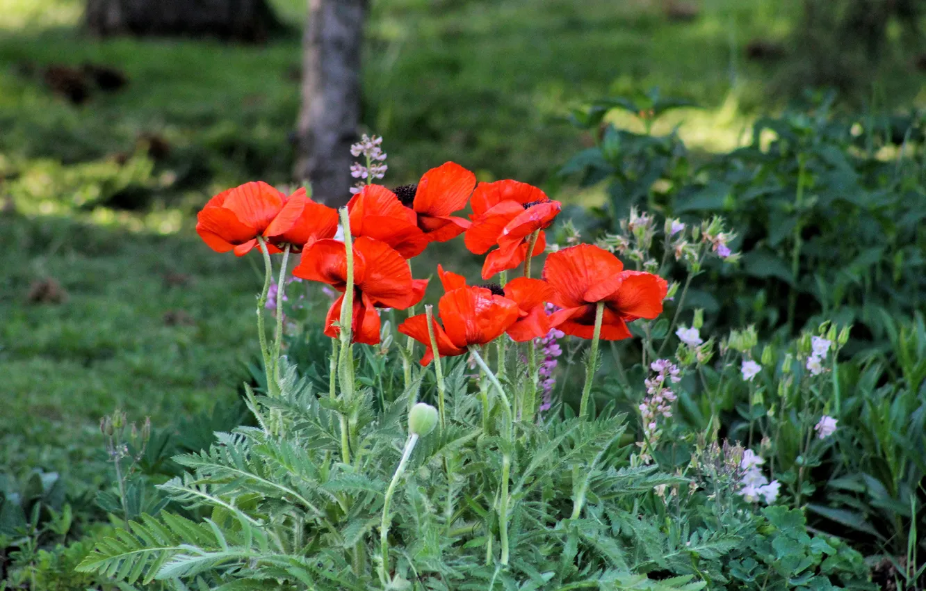 Photo wallpaper red, flowers, greens, Maki, garden, summer, flowerbed