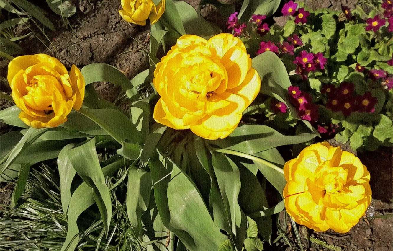 Photo wallpaper flowers, beauty, spring, may2023
