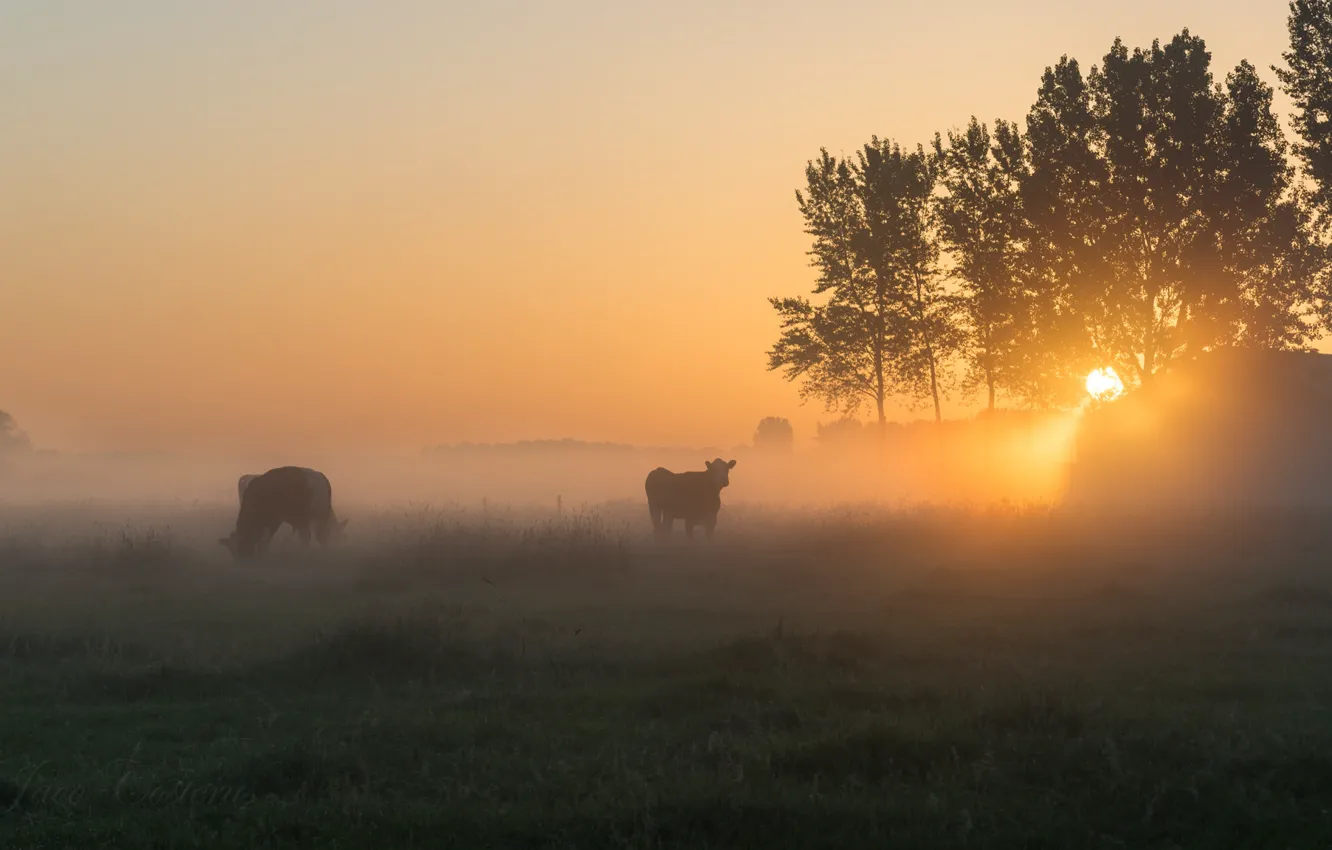 Photo wallpaper fog, morning, cows