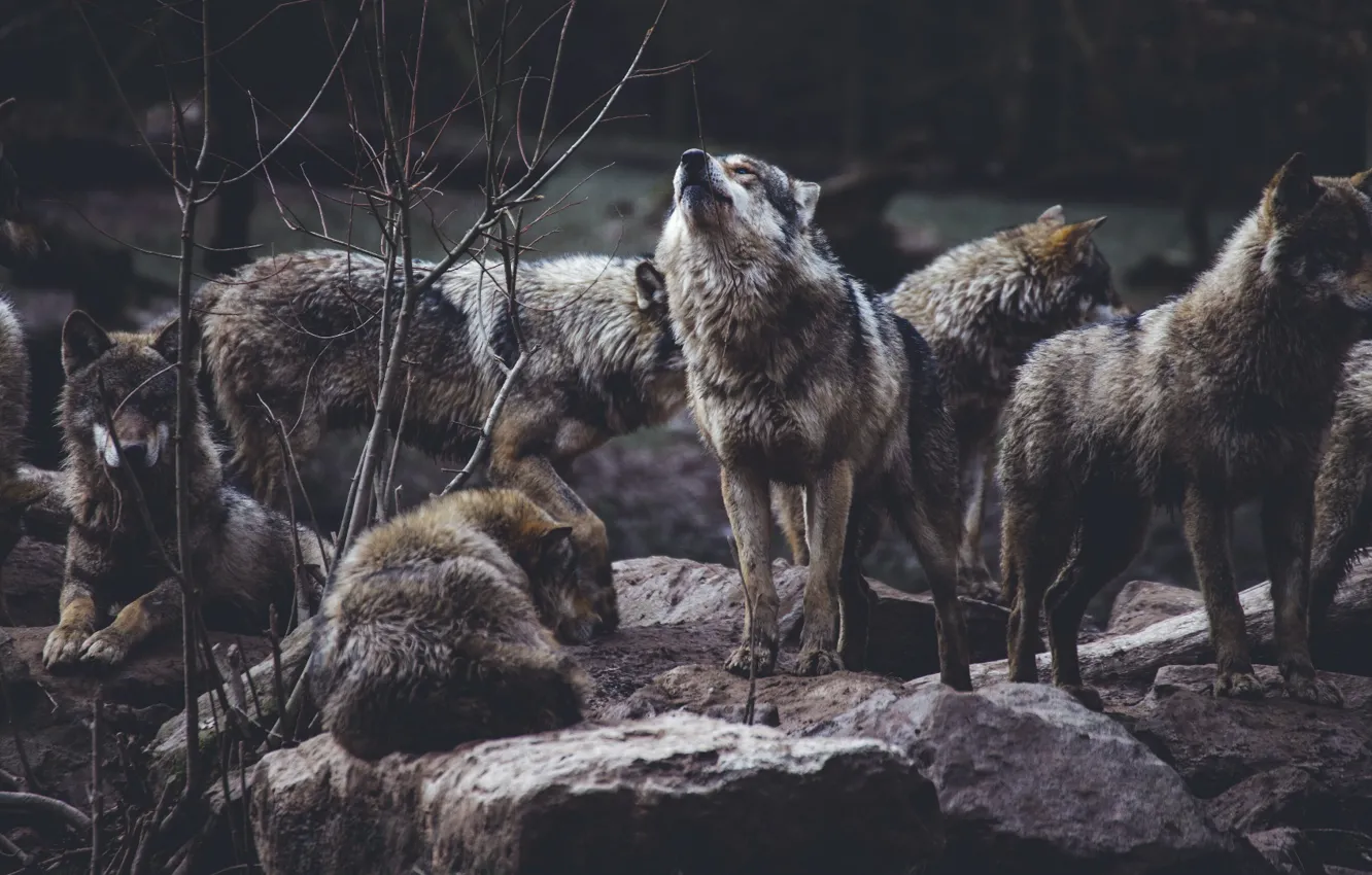 Photo wallpaper animal themes, group of animals, wolf pack on rock formation