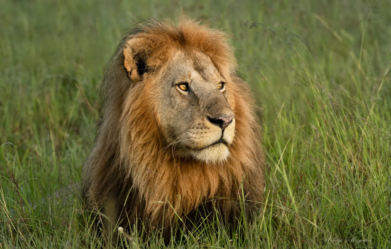 Photo wallpaper lion, Africa, looking, resting