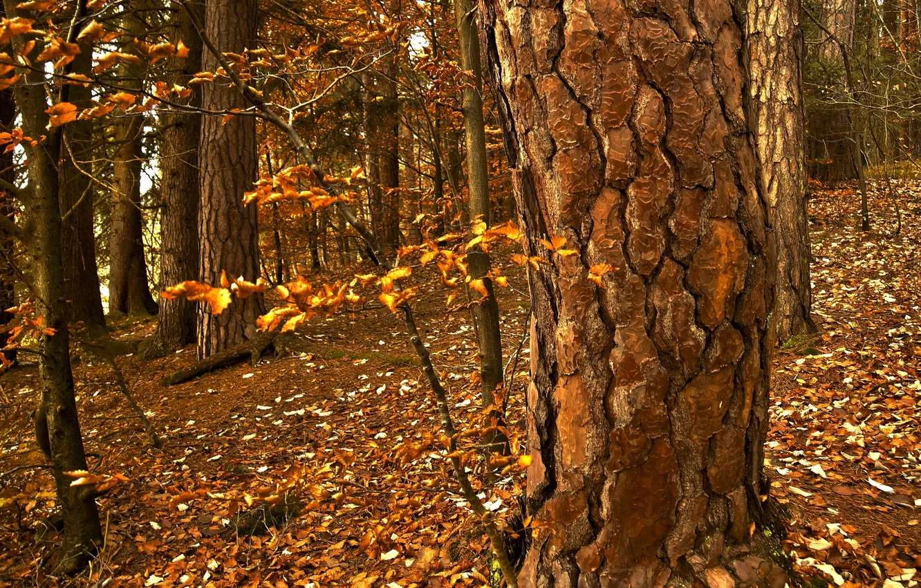 Photo wallpaper autumn, trees, nature