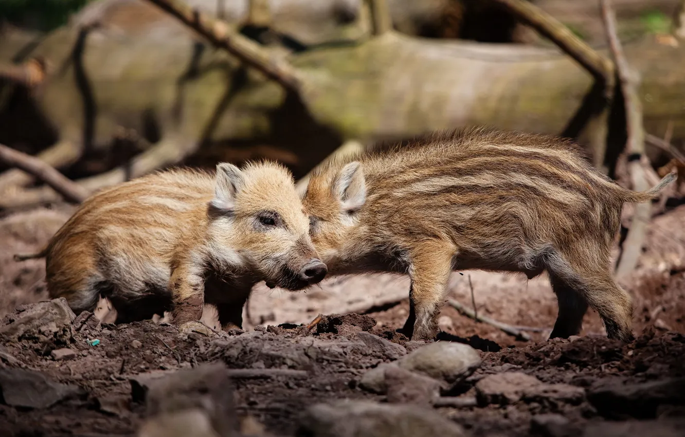 Photo wallpaper nature, background, boar