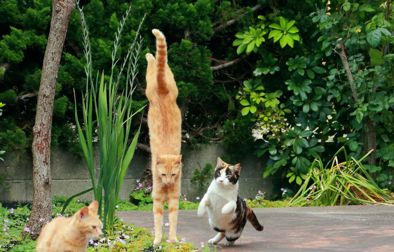 Photo wallpaper jump, cats, the situation, garden