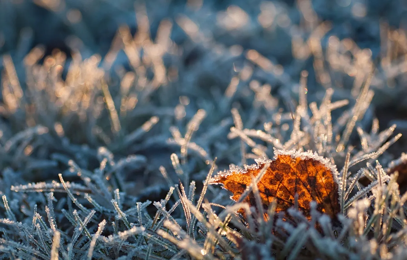 Photo wallpaper yellow, leaf, in the grass, grass, in the morning, in frost, in sunlight, frost