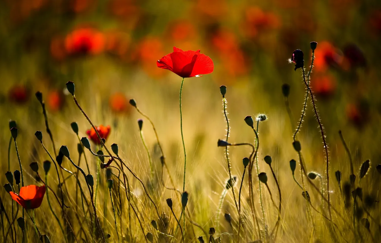 Photo wallpaper nature, background, Maki