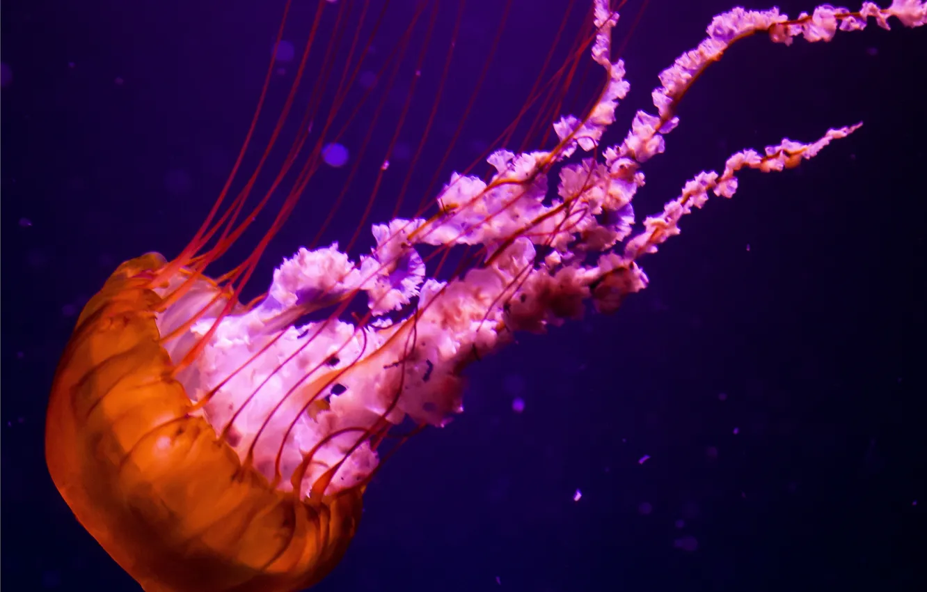 Photo wallpaper orange, jellyfish, pink, under water