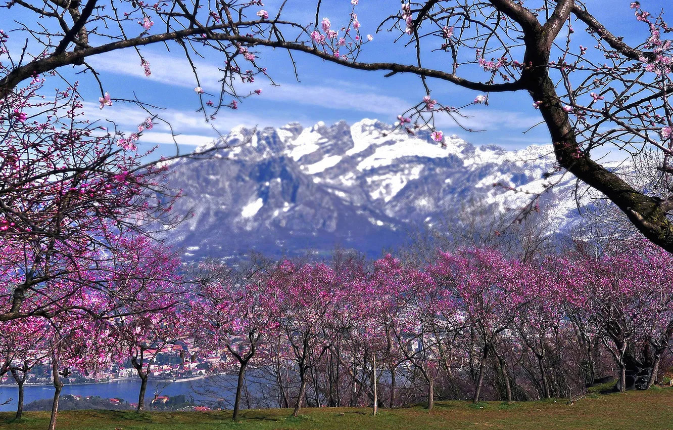 Photo wallpaper snow, trees, mountains, spring, Italy, flowering, Lombardy, Valmadrera