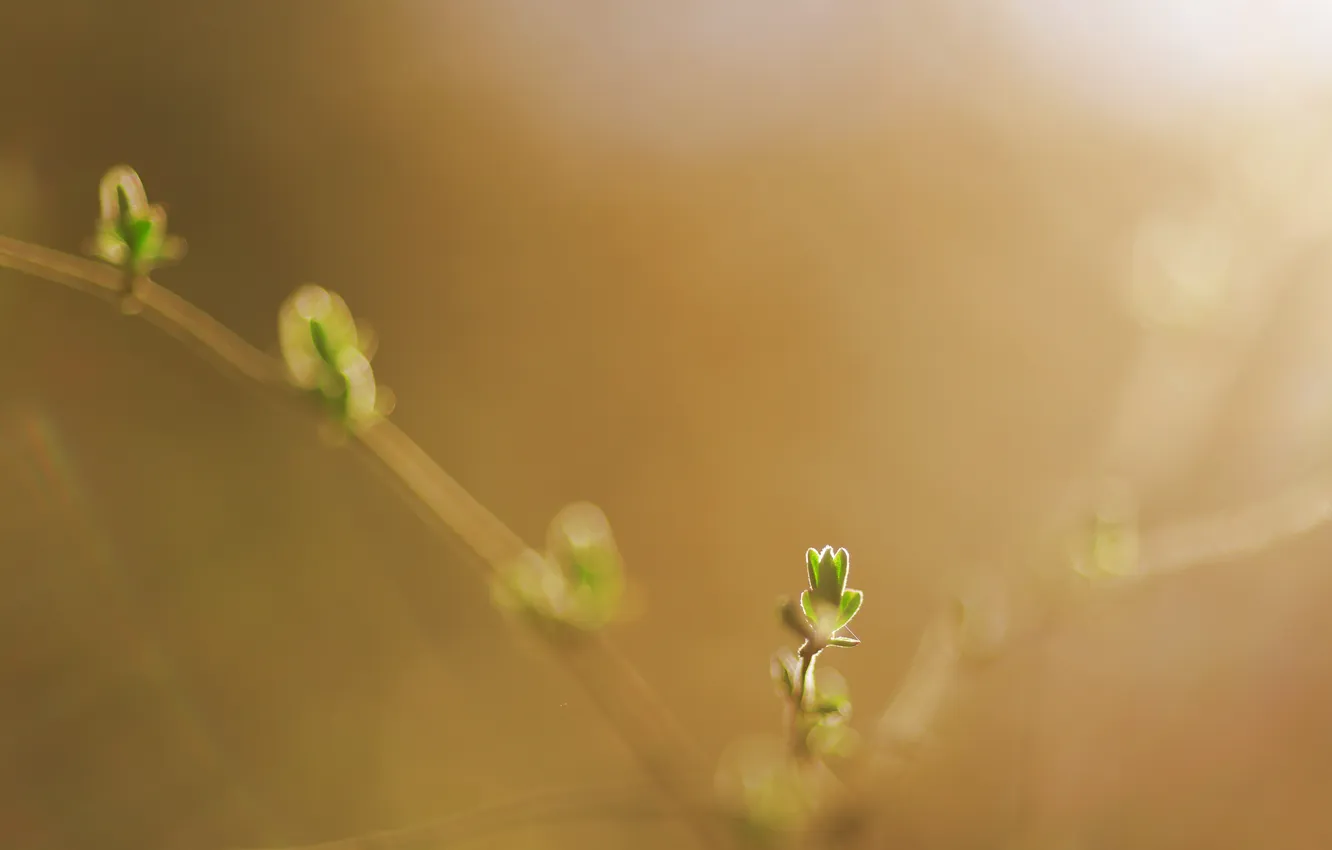 Photo wallpaper leaves, branches, nature