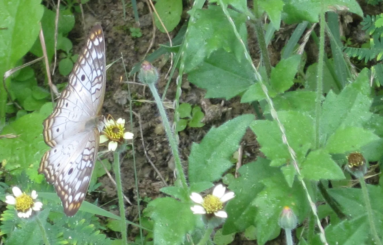 Photo wallpaper butterfly, garden, spring