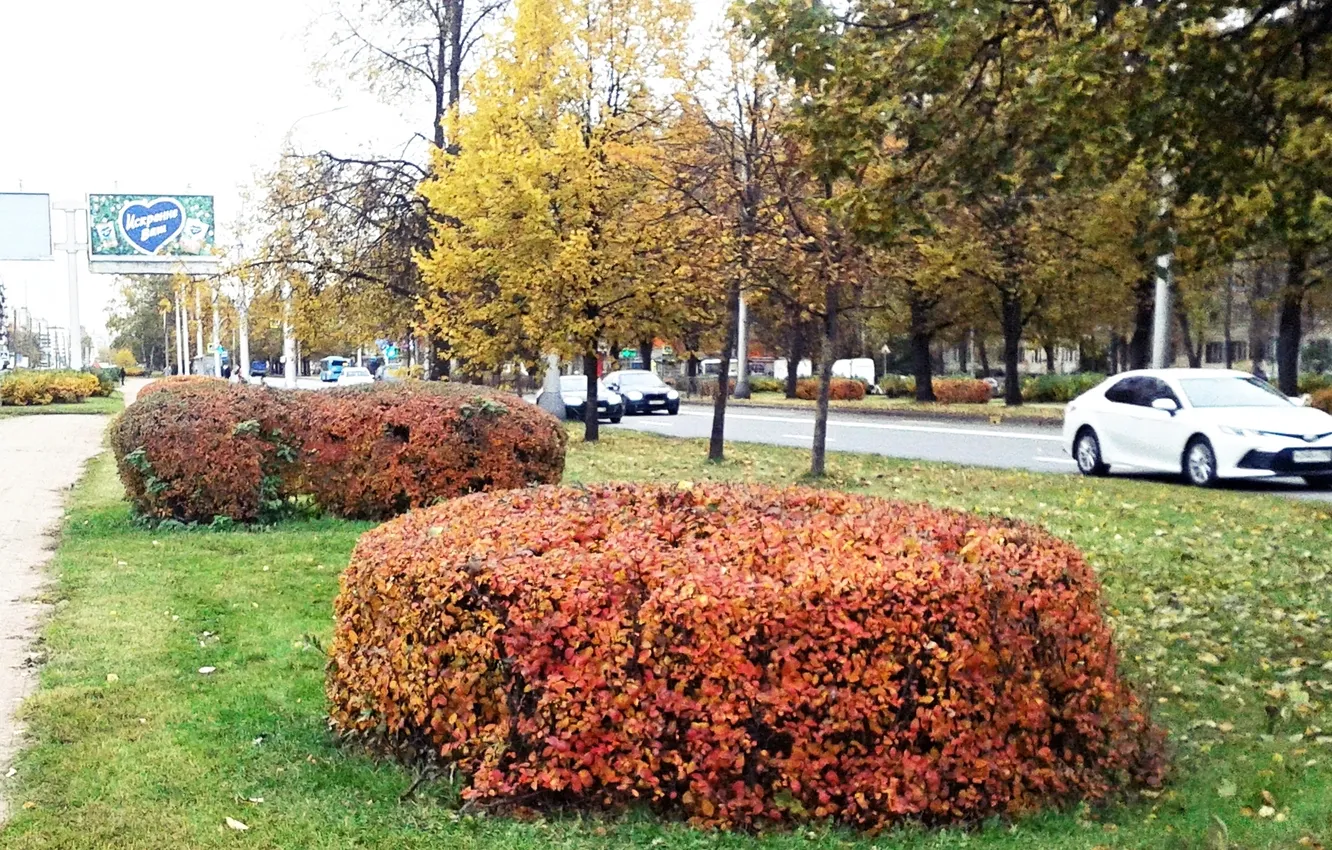 Photo wallpaper autumn, the city, street, October 2024