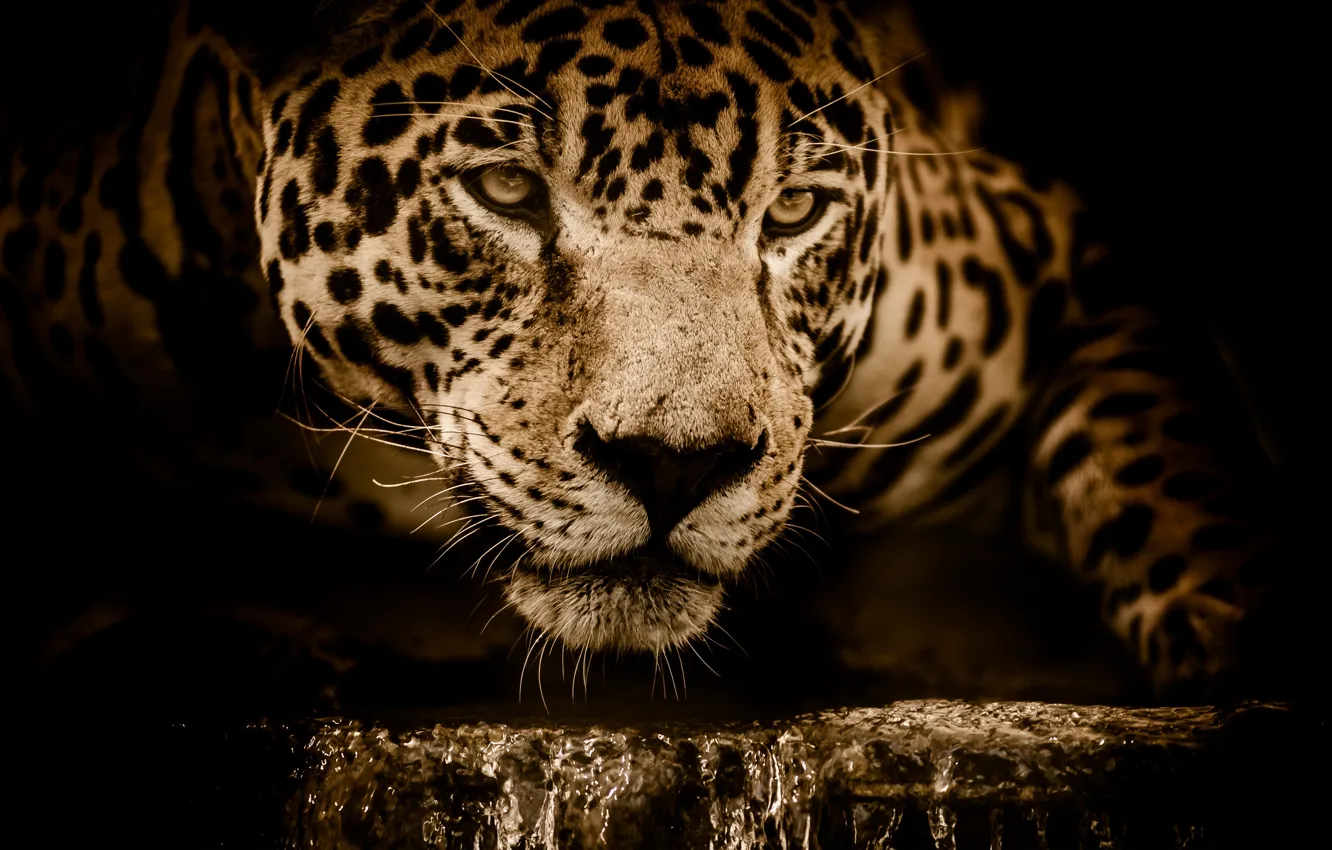 Photo wallpaper face, water, predator, Jaguar