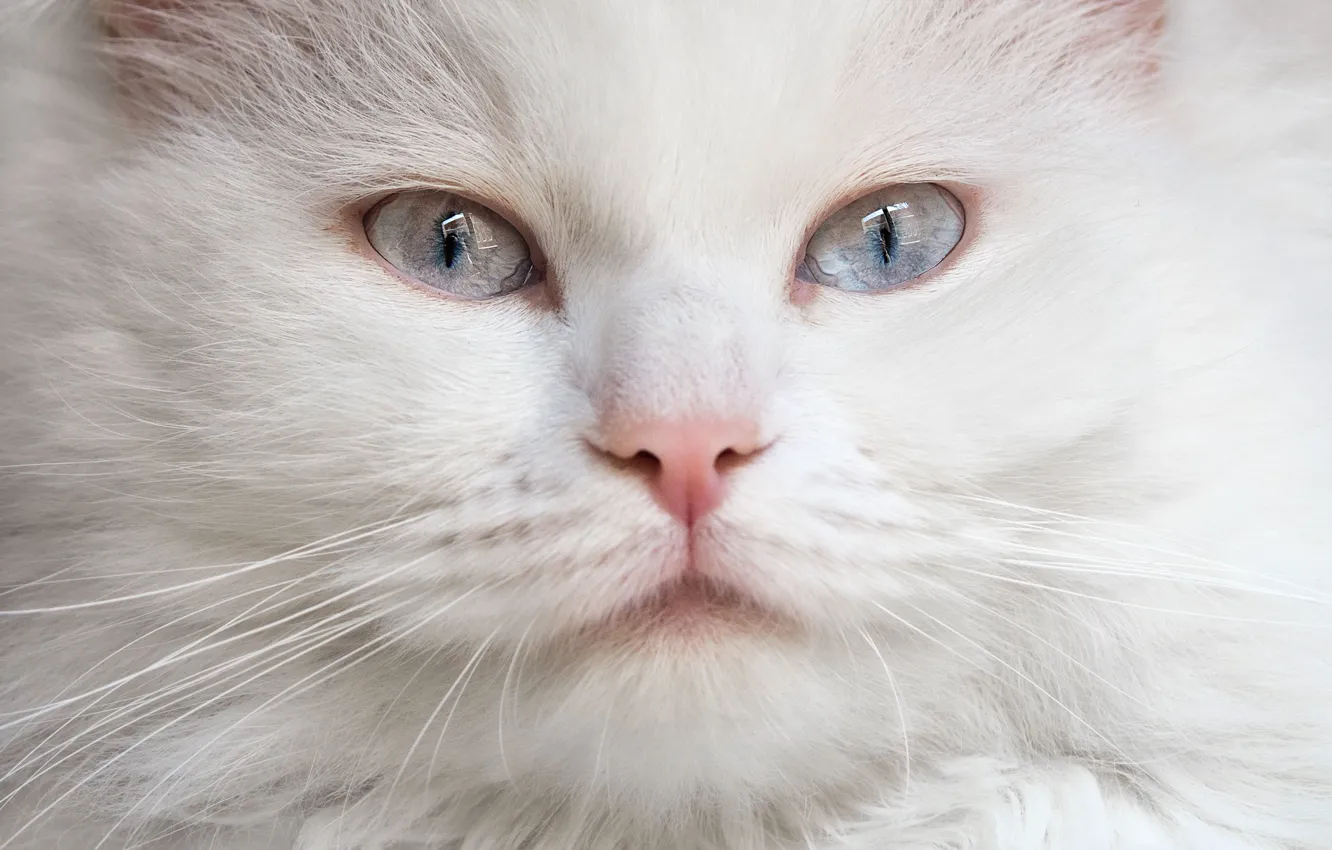 Photo wallpaper cat, look, muzzle, white, blue eyes, fluffy