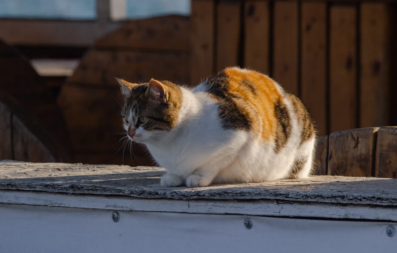 Photo wallpaper cat, look, cat, red