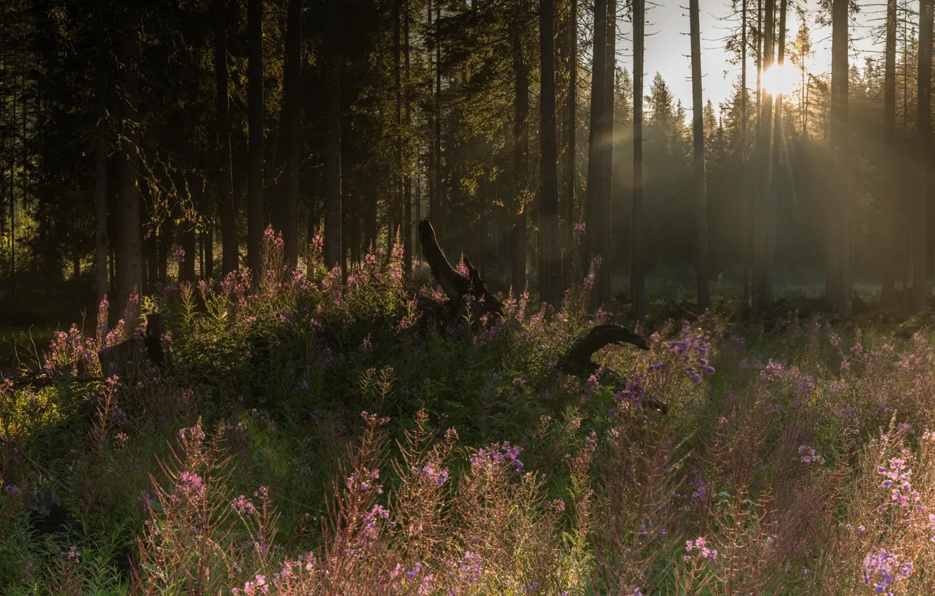 Photo wallpaper forest, summer, the sun, rays, light, flowers, snag, pine
