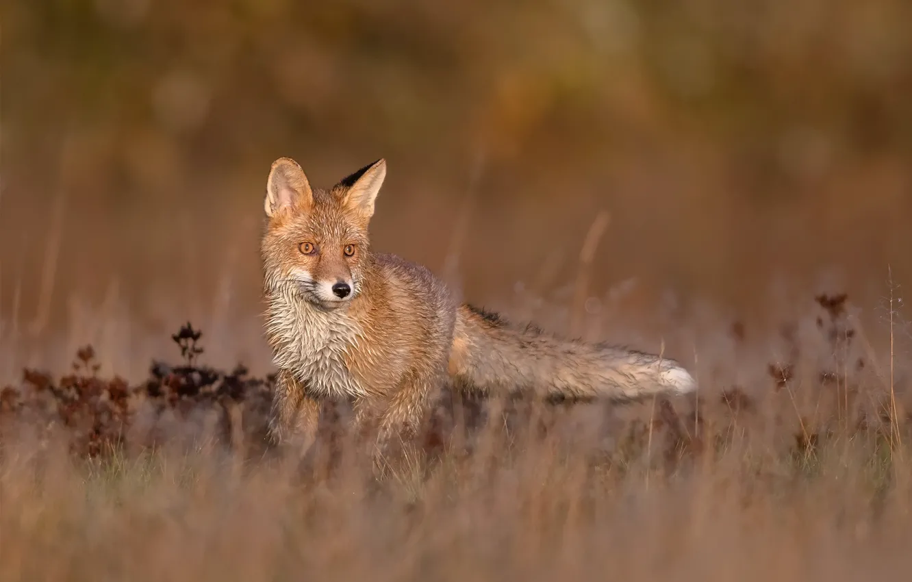 Photo wallpaper nature, Fox, beast