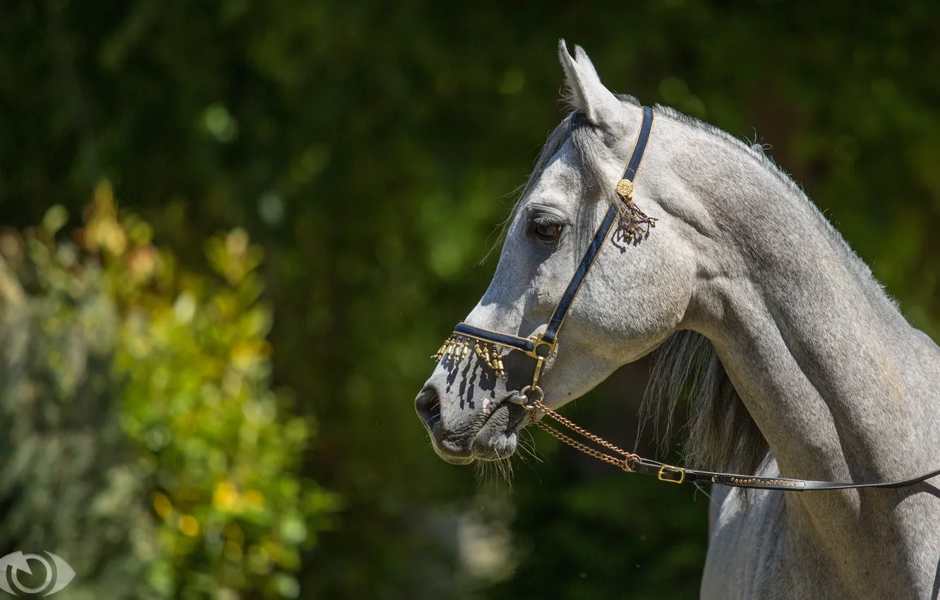 Photo wallpaper face, the sun, light, grey, horse, horse, profile, (с) Oliver Seitz