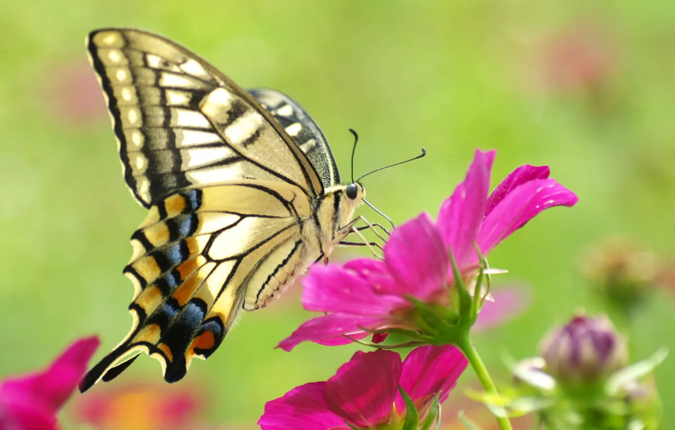 Photo wallpaper flower, macro, pink, butterfly, beautiful, yellow, butterfly, beauty