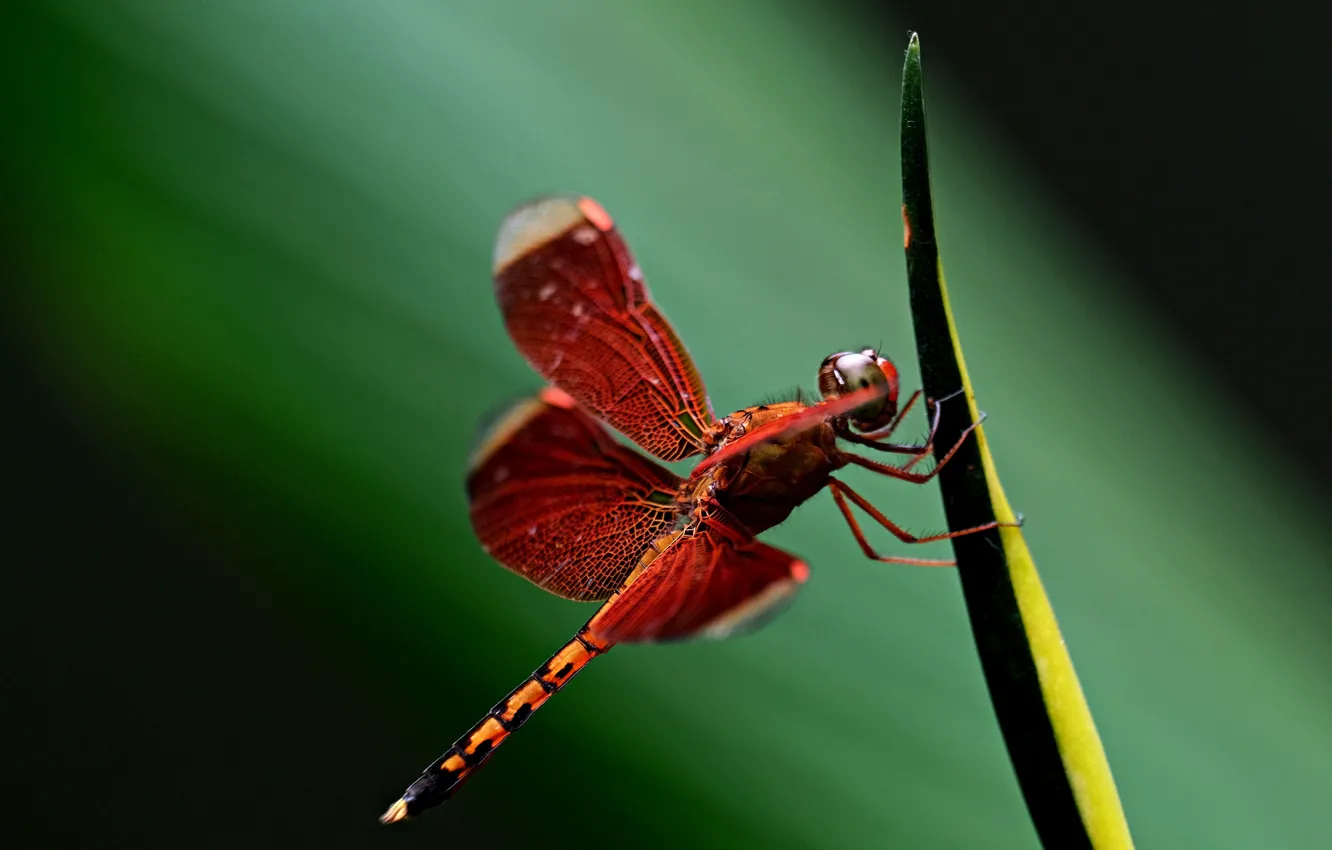 Photo wallpaper macro, background, blur, dragonfly, a blade of grass, bokeh