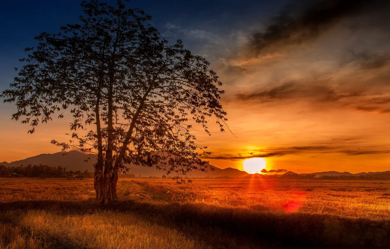Photo wallpaper field, sunset, tree, Malaysia, Malaysia