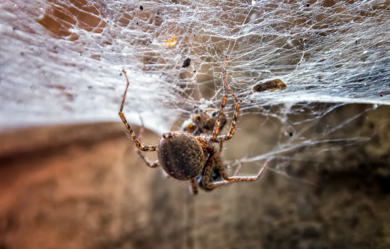 Photo wallpaper nature, web, spider