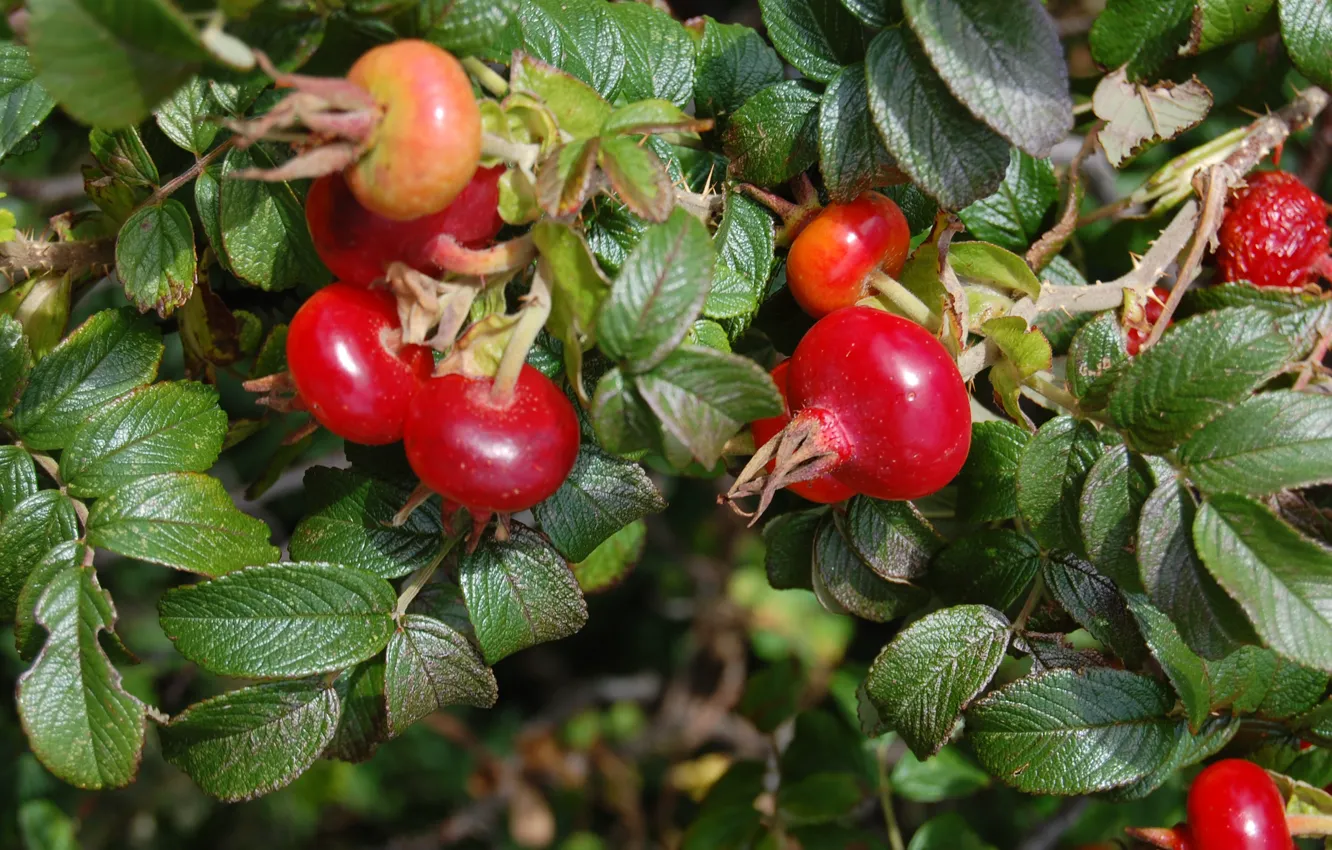 Photo wallpaper leaves, nature, berries, plant, fruit, briar
