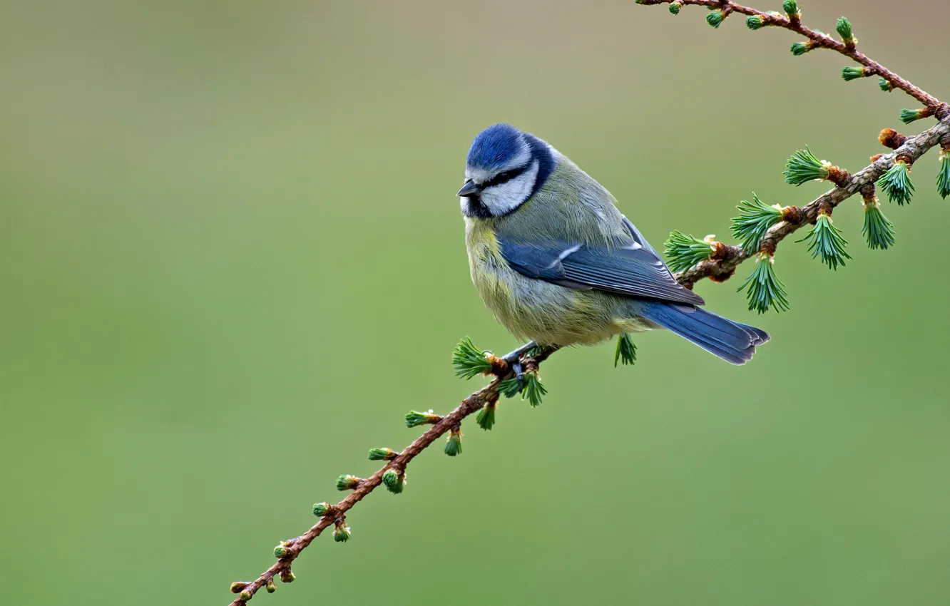 Photo wallpaper branches, bird, tit, blue tit