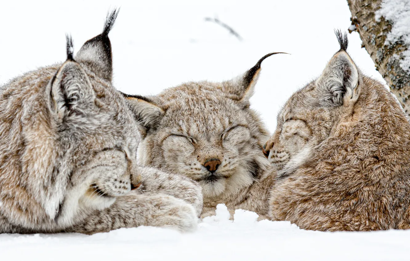 Photo wallpaper winter, snow, wild cats, lynx, trio, lynx, Trinity