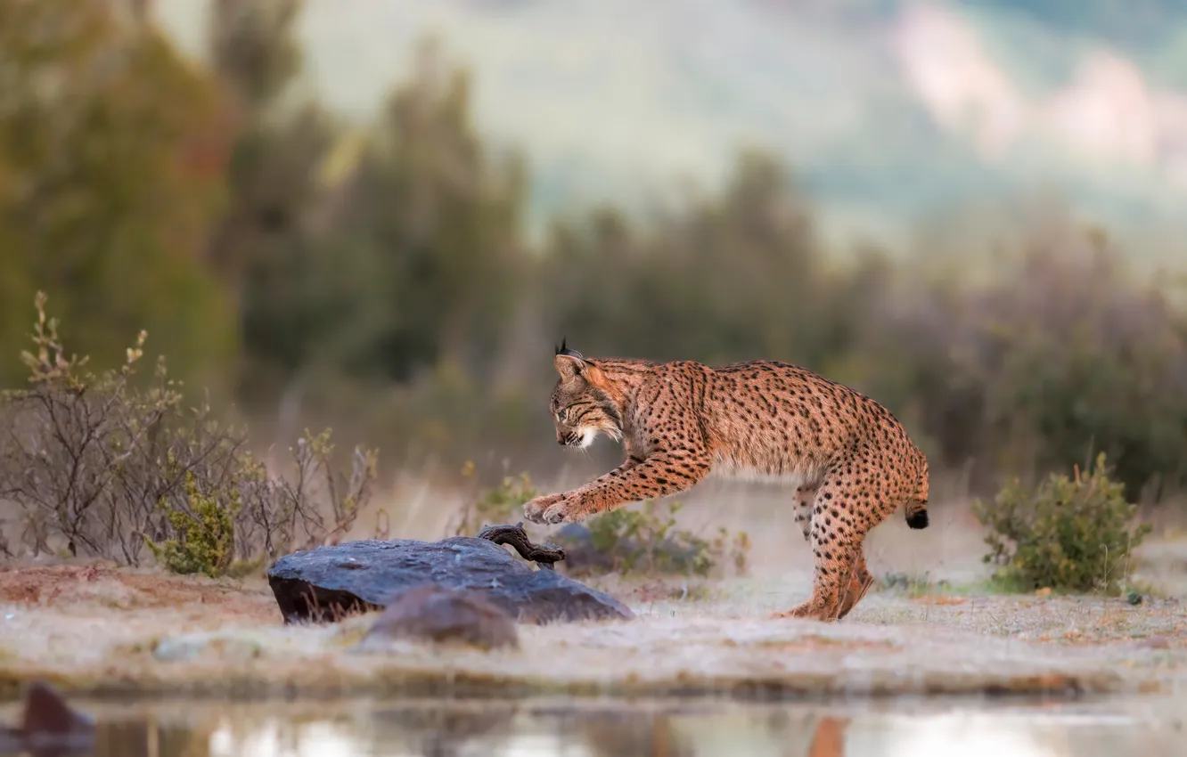 Photo wallpaper stones, lynx, pond