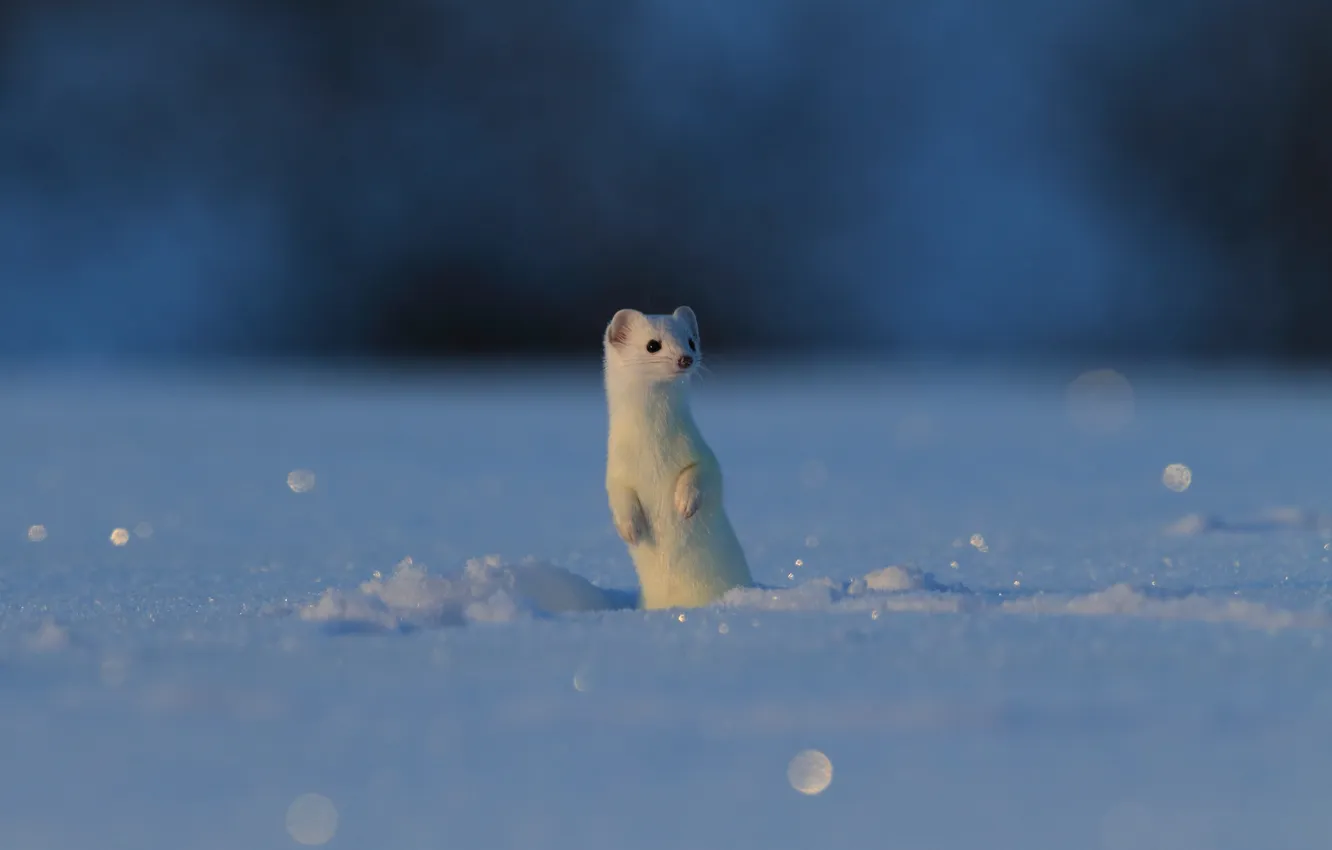 Photo wallpaper snowflakes, Vicious, Weasel, Tailed, snow background, vermin, stoat