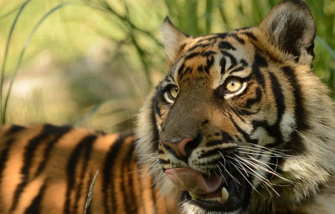 Photo wallpaper language, face, predator, pussy, © Anne-Marie Kalus, Sumatran tiger