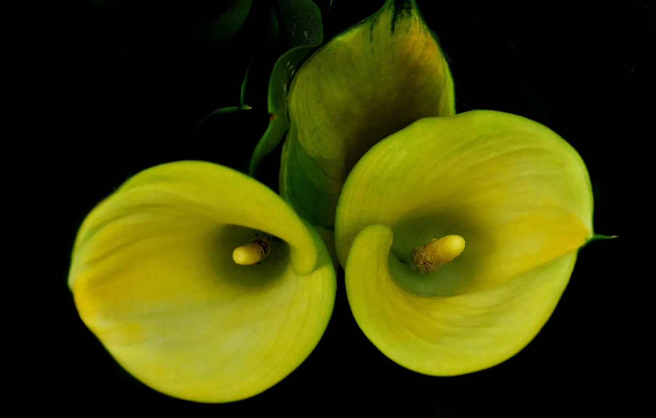 Photo wallpaper flowers, background, petals, Calla lilies