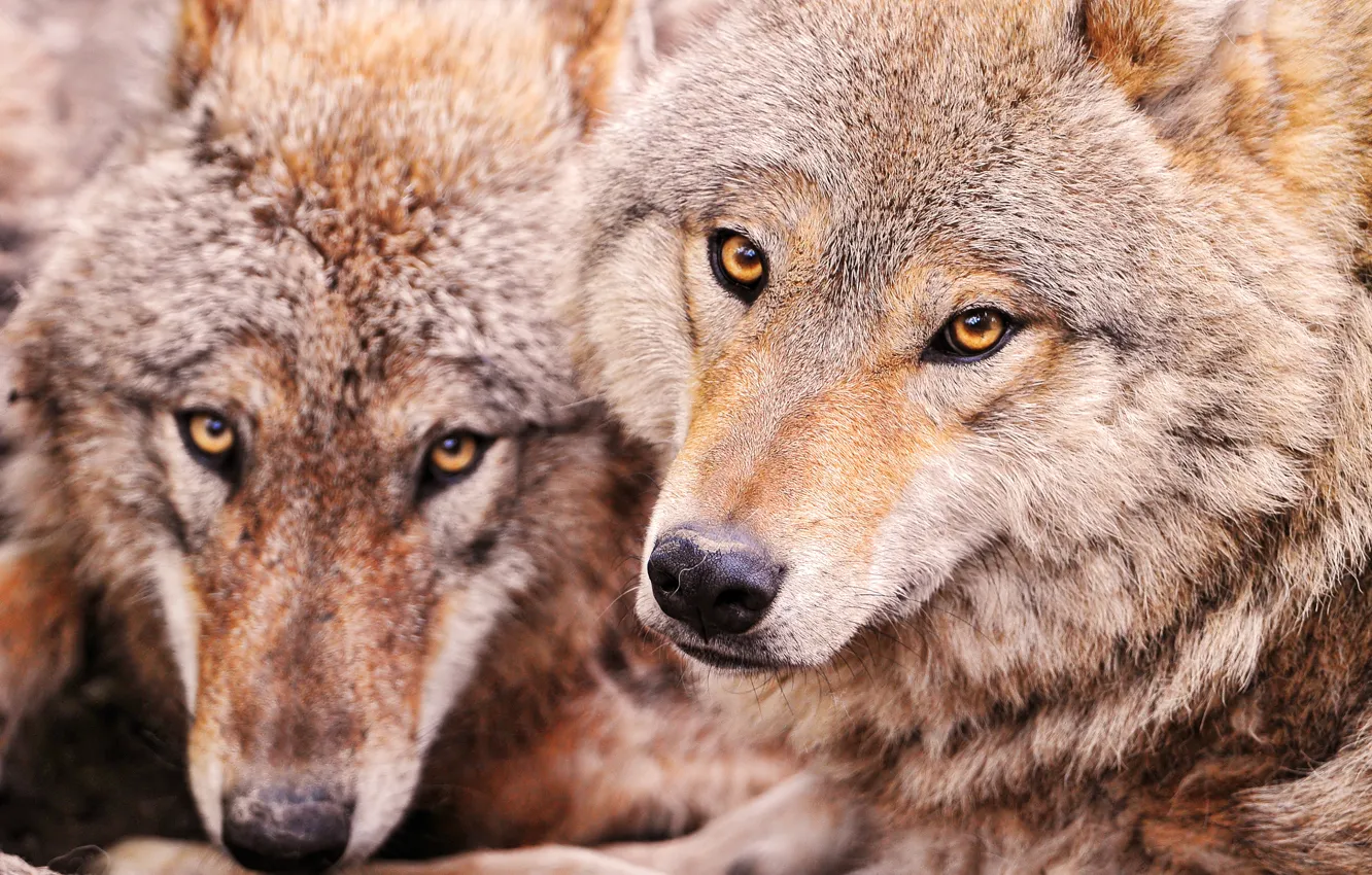 Photo wallpaper Wallpaper, Wolf, wallpaper, wolf, mongolian wolves, forest orderly