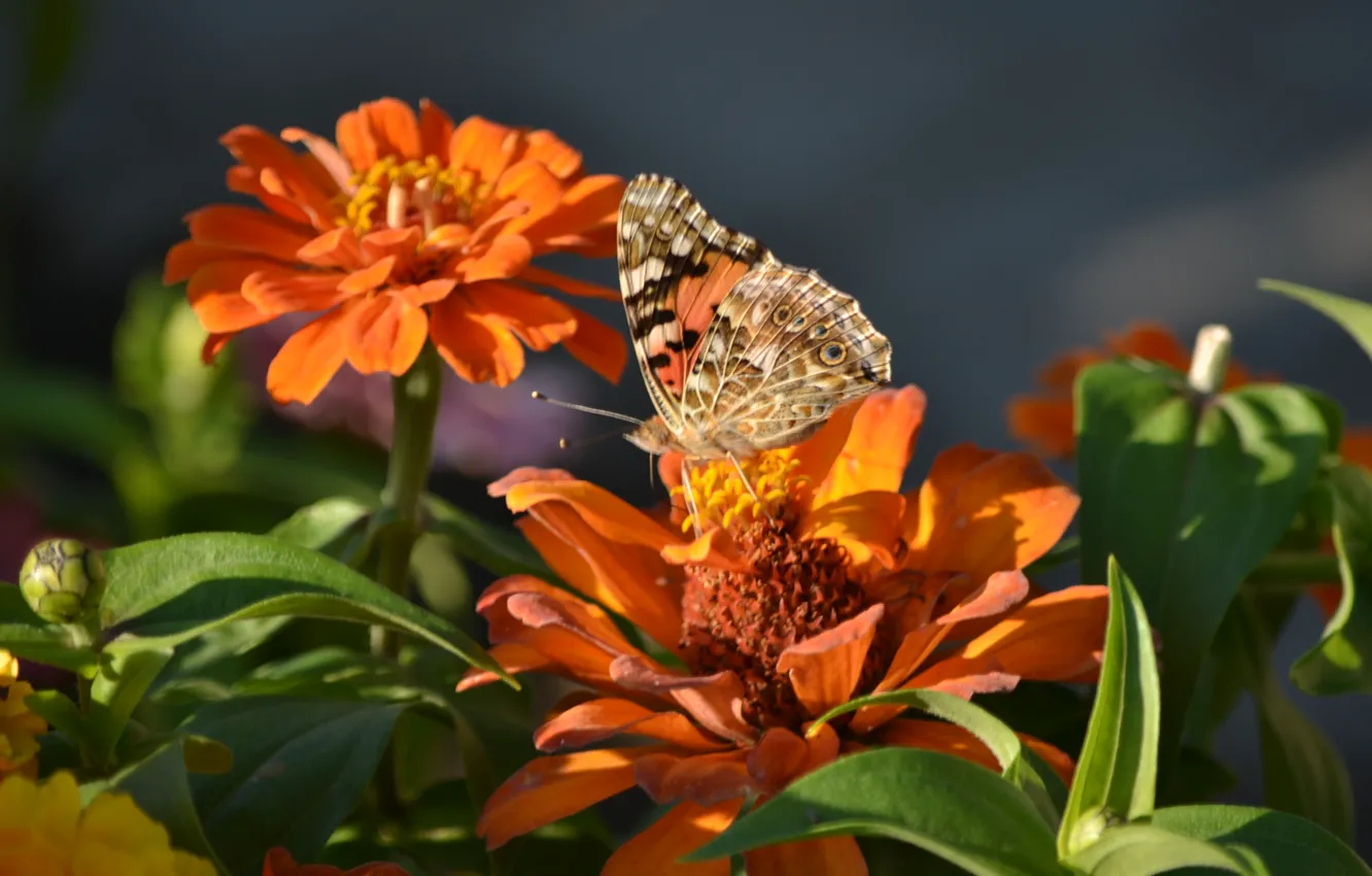 Photo wallpaper orange, green, butterfly, plant, fauna, flora